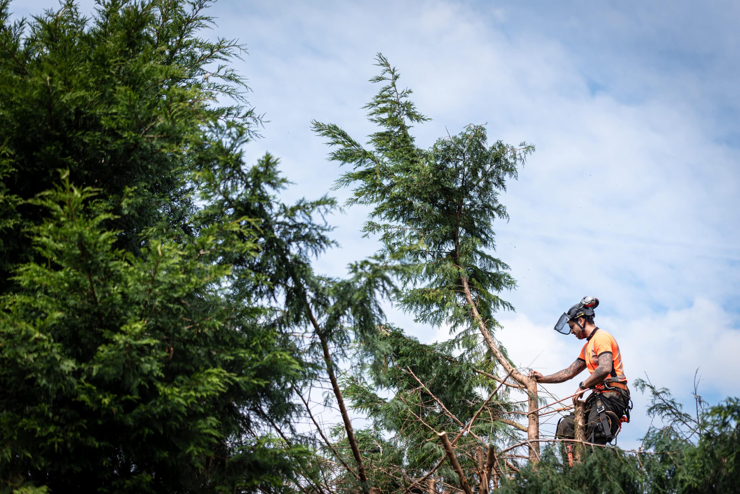 Élagage en hauteur: arborist en équipement de sécurité orange taillant un cyprès contre un ciel bleu et blanc.