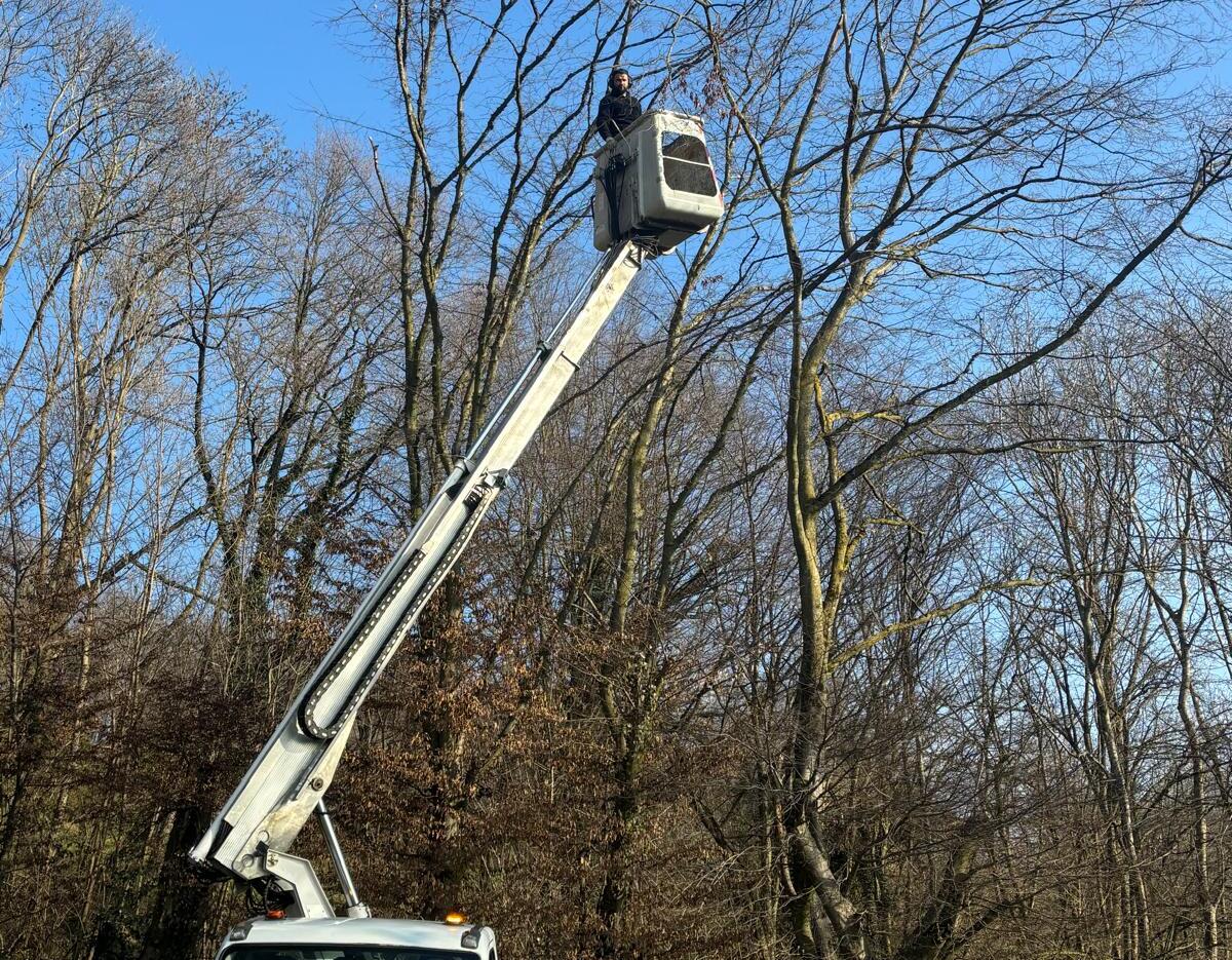 Élagueur professionnel dans une nacelle élévatrice sur fond de forêt d'arbres nus et de ciel bleu dégagé.